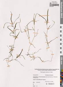 Рдест сибирский A.Benn., Сибирь, Чукотка и Камчатка (S7) (Россия)