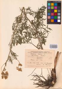 Василисник светлый, Василисник блестящий L., Восточная Европа, Центральный лесостепной район (E6) (Россия)