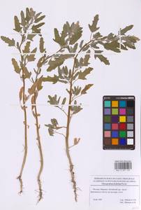 Марь фиголистная Sm., Восточная Европа, Московская область и Москва (E4a) (Россия)