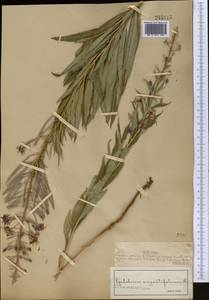 Chamaenerion angustifolium subsp. angustifolium, Средняя Азия и Казахстан, Муюнкумы, Прибалхашье и Бетпак-Дала (M9) (Казахстан)