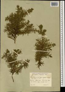 Juniperus communis var. hemisphaerica (C.Presl) Parl., Кавказ, Южная Осетия (K4b) (Южная Осетия)