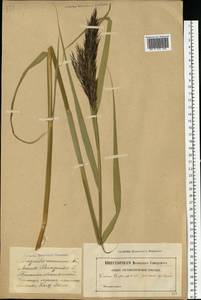 Тростник южный, Тростник обыкновенный (Cav.) Trin. ex Steud., Восточная Европа, Латвия (E2b) (Латвия)