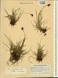 Carex aterrima subsp. medwedewii (Leskov) T.V.Egorova, Кавказ, Северная Осетия, Ингушетия и Чечня (K1c) (Россия)