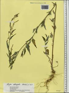 Лебеда продолговатолистная Waldst. & Kit., Восточная Европа, Центральный лесостепной район (E6) (Россия)