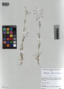 KUZ 003 951, Spergula arvensis subsp. sativa (Boenn.) Celak., Сибирь, Алтай и Саяны (S2) (Россия)