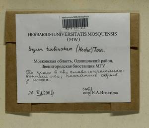 Ptychostomum turbinatum (Hedw.) J.R. Spence, Гербарий мохообразных, Мхи - Москва и Московская область (B6a) (Россия)