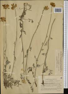 Tanacetum cinerariifolium (Trevis.) Sch. Bip., Западная Европа (EUR) (Хорватия)