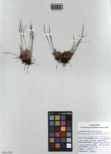 Oreojuncus trifidus (L.) Záv. Drábk. & Kirschner, Сибирь, Алтай и Саяны (S2) (Россия)