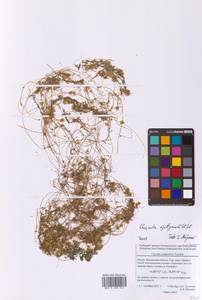 Повилика тимьянная (L.) L., Восточная Европа, Московская область и Москва (E4a) (Россия)