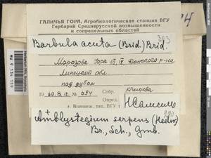 Didymodon acutus (Brid.) K. Saito, Гербарий мохообразных, Мхи - Центральное Черноземье (B10) (Россия)