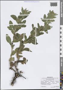 Стальник полевой L., Восточная Европа, Средневолжский район (E8) (Россия)