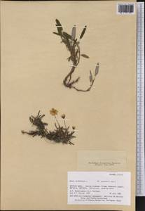 Dryas octopetala subsp. ajanensis (Juz.) Hultén, Америка (AMER) (США)
