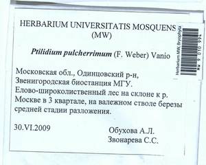 Ptilidium pulcherrimum (Weber) Vain., Гербарий мохообразных, Мхи - Москва и Московская область (B6a) (Россия)