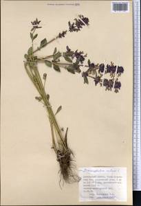 Змееголовник поникший L., Средняя Азия и Казахстан, Джунгарский Алатау и Тарбагатай (M5) (Казахстан)