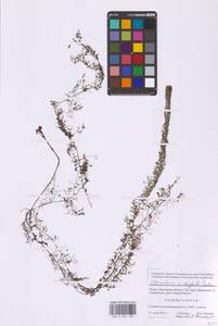 Utricularia × neglecta Lehm., Восточная Европа, Московская область и Москва (E4a) (Россия)