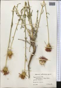 Psephellus sintenisii (Freyn) Ertugrul & Uysal, Средняя Азия и Казахстан, Копетдаг, Бадхыз, Малый и Большой Балхан (M1) (Туркмения)