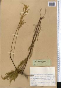 Полынь веничная, Полынь метельчатая Waldst. & Kit., Средняя Азия и Казахстан, Западный Тянь-Шань и Каратау (M3) (Киргизия)