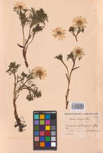 Горицвет волжский, Адонис волжский DC., Восточная Европа, Южно-Украинский район (E12) (Украина)