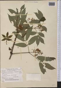 Sambucus racemosa subsp. racemosa, Америка (AMER) (Канада)