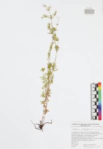 Подмаренник мягкий L., Восточная Европа, Центральный район (E4) (Россия)