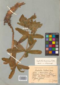 Euphorbia hylonoma Hand.-Mazz., Сибирь, Дальний Восток (S6) (Россия)