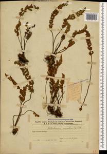 Paragymnopteris marantae subsp. marantae, Кавказ, Азербайджан (K6) (Азербайджан)