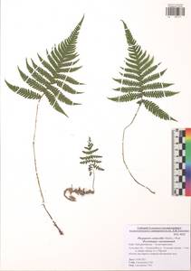 Фегоптерис связывающий, Буковник обыкновенный (Michx.) Watt, Восточная Европа, Центральный район (E4) (Россия)