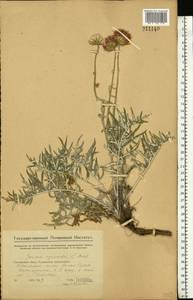 Наголоватка васильковая (L.) Rchb., Восточная Европа, Средневолжский район (E8) (Россия)