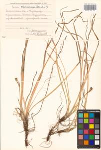Осока реснитчатоплодная Franch., Сибирь, Дальний Восток (S6) (Россия)