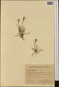 Dianthus gracilis, Западная Европа (EUR) (Словакия)