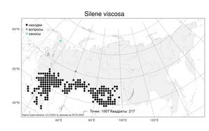 Silene viscosa, Смолевка клейкая (L.) Pers., Атлас флоры России (FLORUS) (Россия)