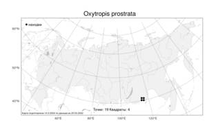 Oxytropis prostrata, Остролодочник простертый (Pall.) DC., Атлас флоры России (FLORUS) (Россия)
