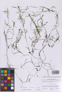 Рдест Берхтольда, Восточная Европа, Московская область и Москва (E4a) (Россия)