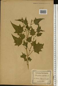 Марь гибридная (L.) S. Fuentes, Uotila & Borsch, Восточная Европа, Северо-Украинский район (E11) (Украина)