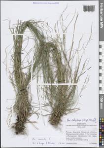 Мятлик дубравный L., Восточная Европа, Средневолжский район (E8) (Россия)