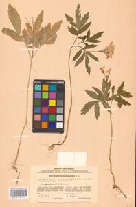 Сердечник пятилистный (M.Bieb.) Schmalh., Восточная Европа, Северо-Украинский район (E11) (Украина)