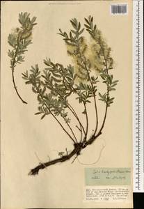 Ива коротконожковая (Trautv. & C.A.Mey.) Kom., Монголия (MONG) (Монголия)