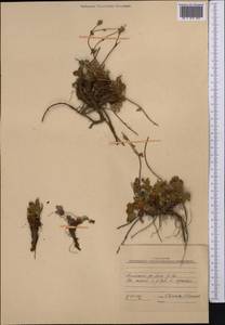 Лапчатка, Средняя Азия и Казахстан, Памир и Памиро-Алай (M2) (Киргизия)