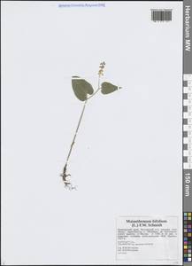 Майник двулистный (L.) F.W.Schmidt, Сибирь, Дальний Восток (S6) (Россия)