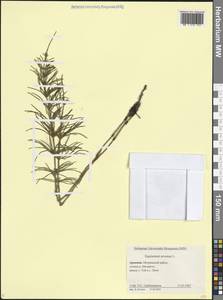 Хвощ полевой L., Кавказ, Армения (K5) (Армения)