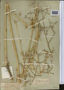 Жабрица пушистоголовая (Pall. ex Spreng.) Schischk., Средняя Азия и Казахстан, Муюнкумы, Прибалхашье и Бетпак-Дала (M9) (Казахстан)