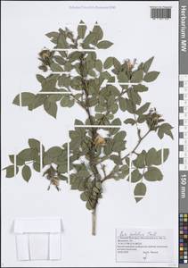 Шиповний войлочный, Роза войлочная Sm., Восточная Европа, Волжско-Камский район (E7) (Россия)