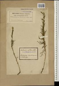 Каллицефалюс блестящий (M. Bieb. ex Willd.) C. A. Mey., Кавказ, Грузия (K4) (Грузия)