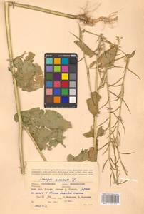 Rhamphospermum arvense (L.) Andrz. ex Besser, Восточная Европа, Западный район (E3) (Россия)