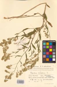 Клоповник широколистный L., Восточная Европа, Южно-Украинский район (E12) (Украина)