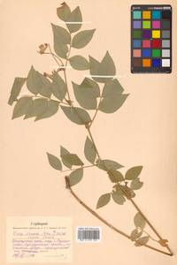 Горошек разветвленный (Maxim.) Ohwi, Сибирь, Дальний Восток (S6) (Россия)