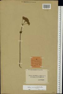 Очитник большой (L.) Holub, Восточная Европа, Центральный лесостепной район (E6) (Россия)