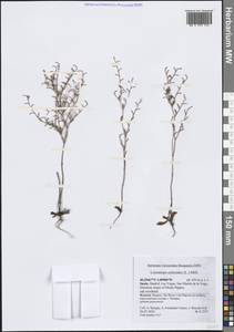 Limonium echioides (L.) Mill., Западная Европа (EUR) (Испания)