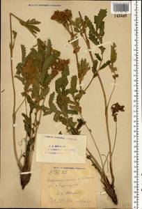 Лапчатка длиннолистная Willd., Восточная Европа, Восточный район (E10) (Россия)