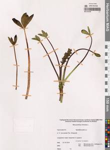 Вахта трехлистная L., Сибирь, Чукотка и Камчатка (S7) (Россия)